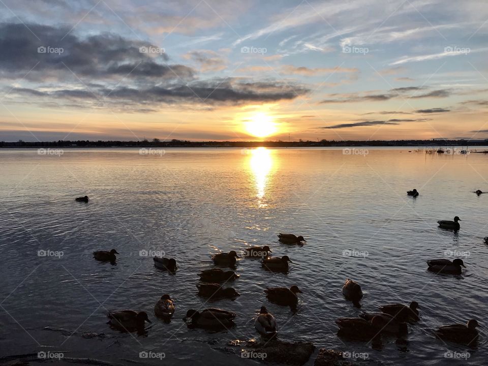 Ducks swimming across a sunset