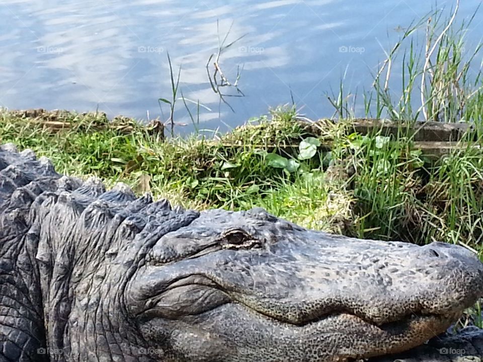 Gator Rest and Relaxation