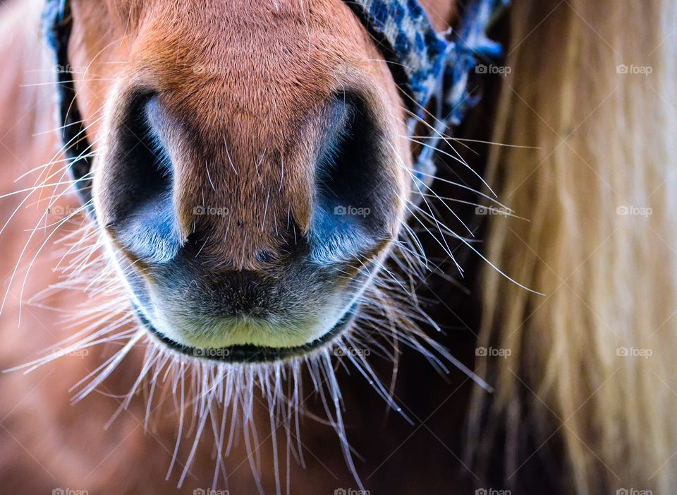 Close-up of a horse's nose