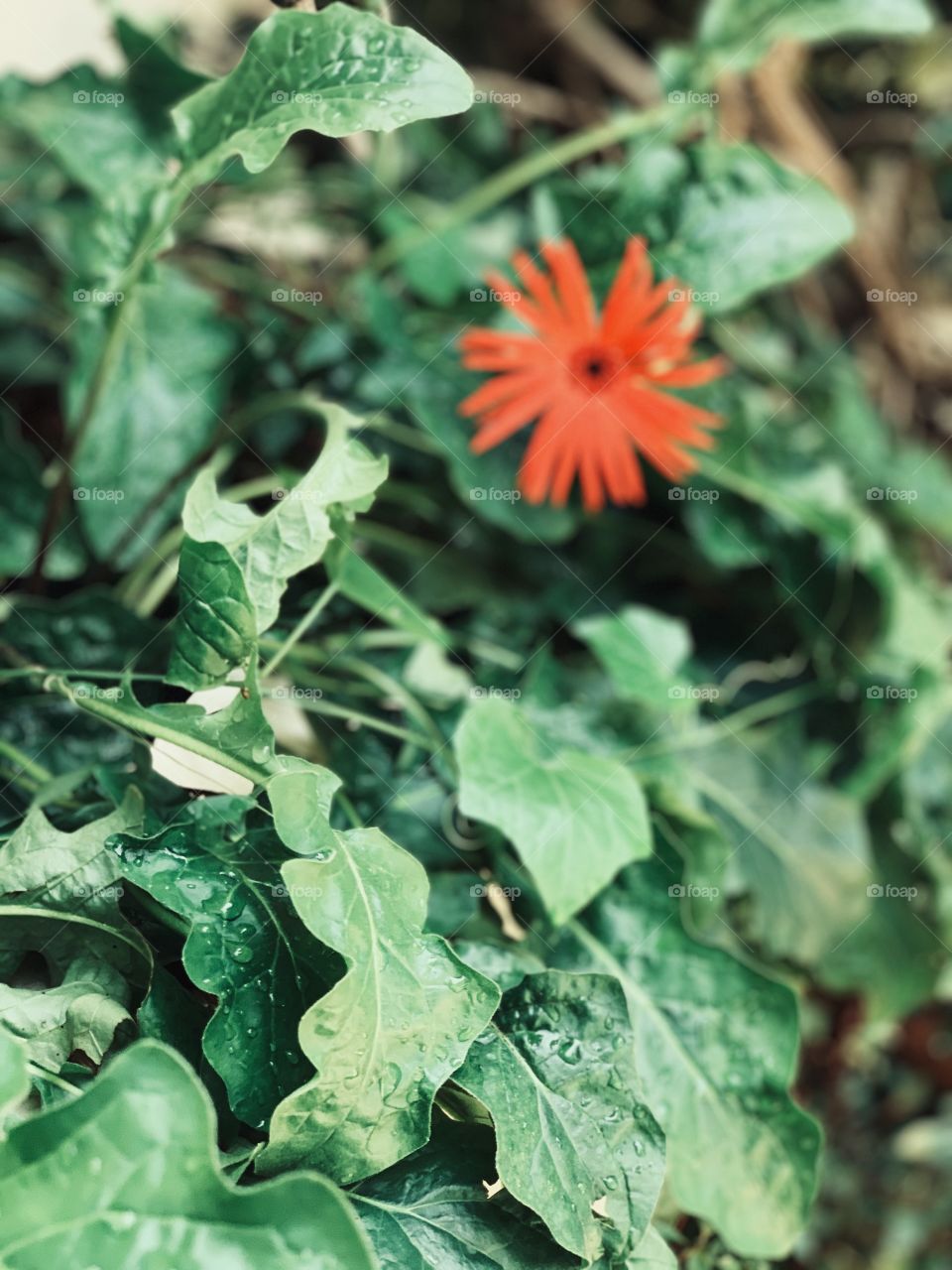 Portraits of a plant 🌱