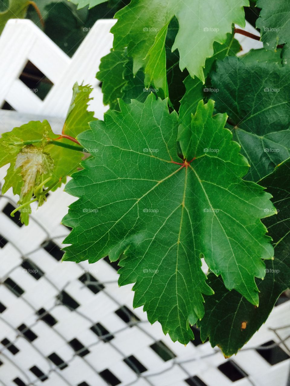 Grape leaves