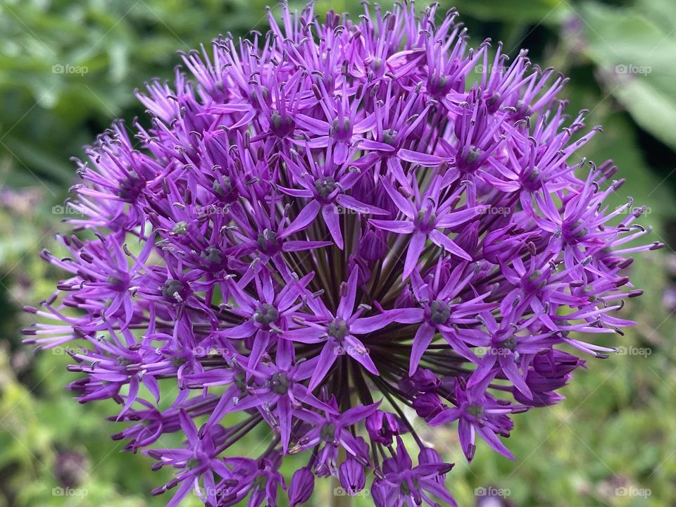 A close up of a flower 