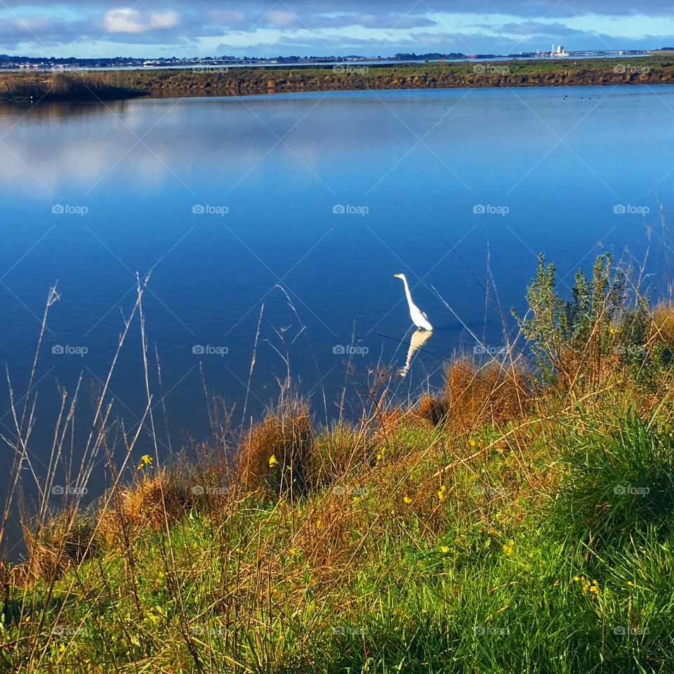 Crane bird in lake