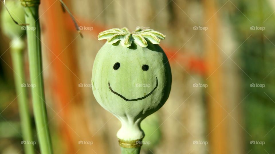 Green poppy bud
