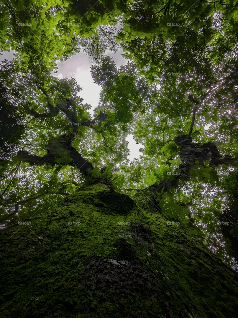 greeny tree