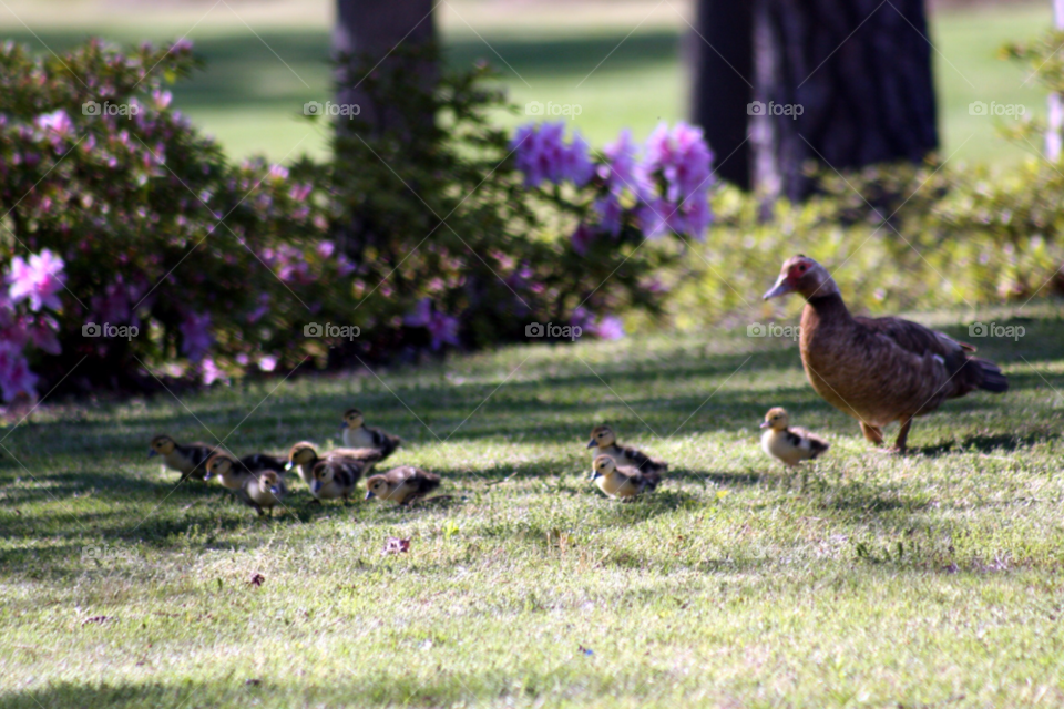 ducks baby chicks by briwnskin371