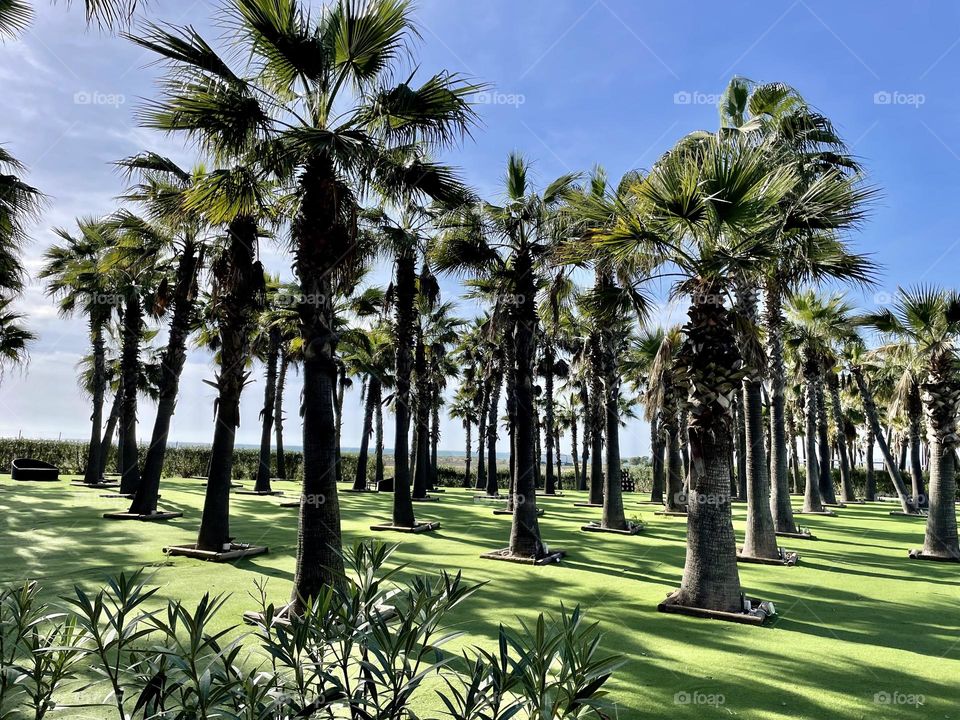 Palm Trees, Green and Nature, Palmeiras, Verde e Natureza 