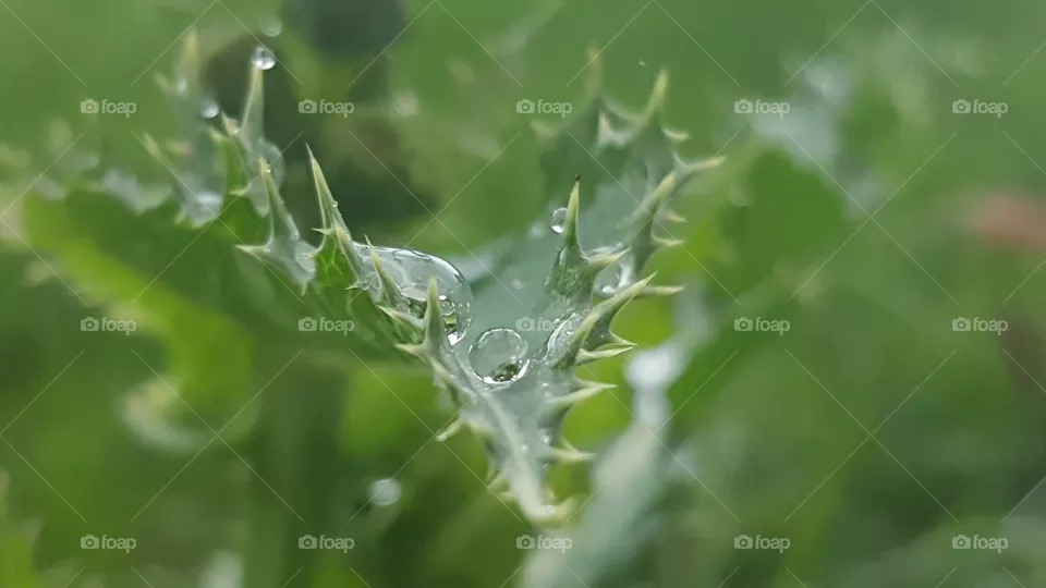Thorny