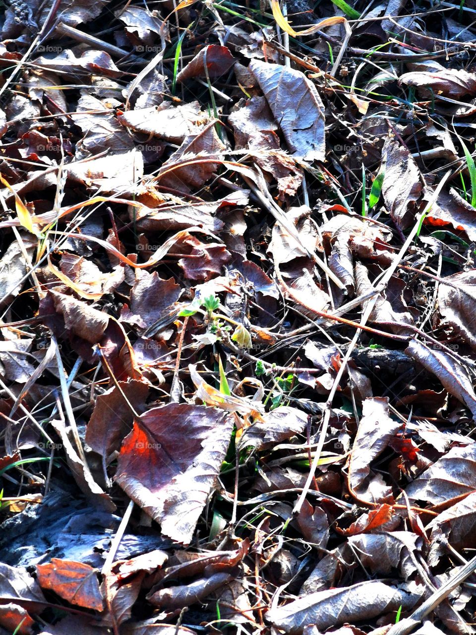 winter's tale of leaves