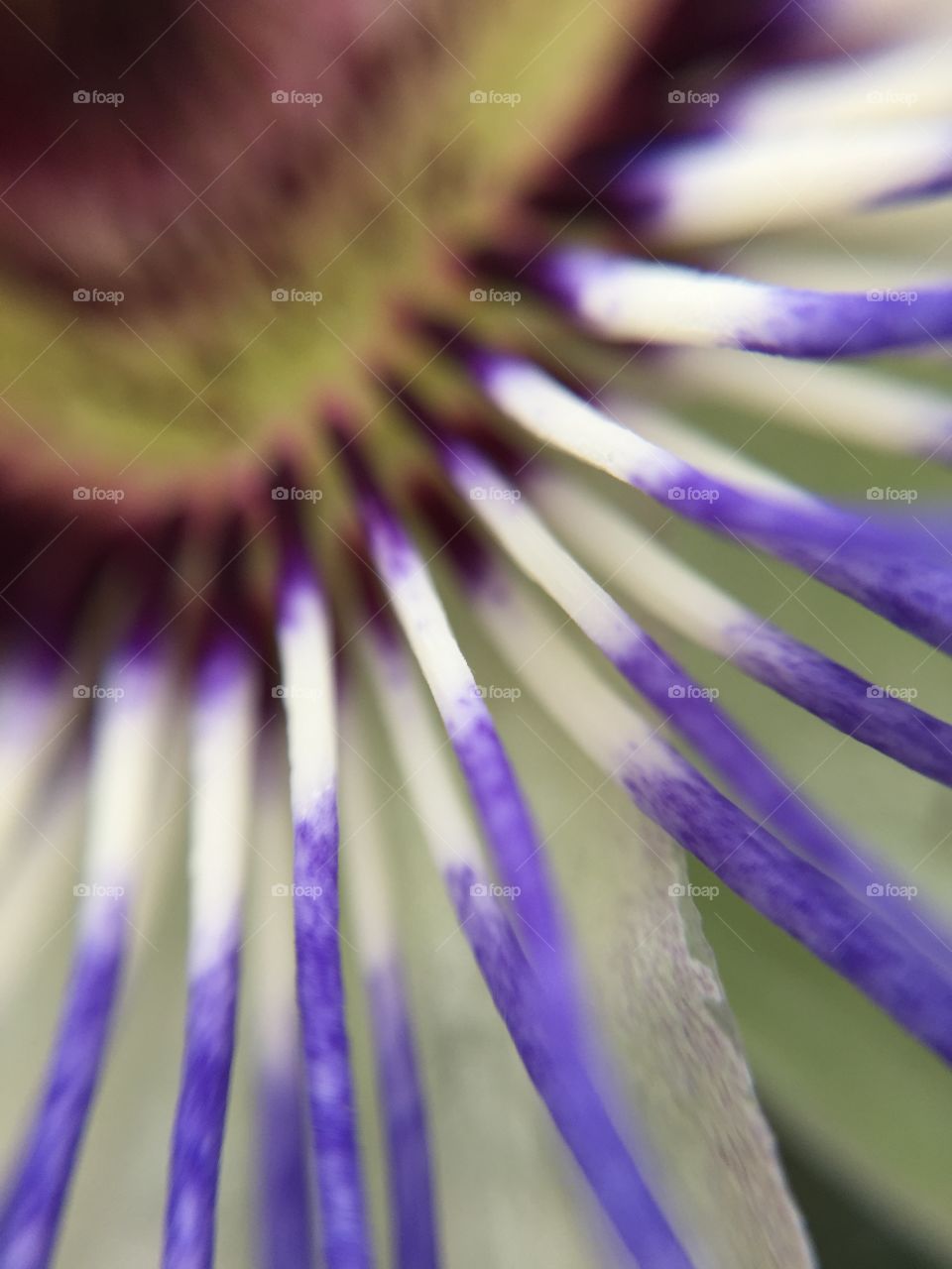 Macro flower