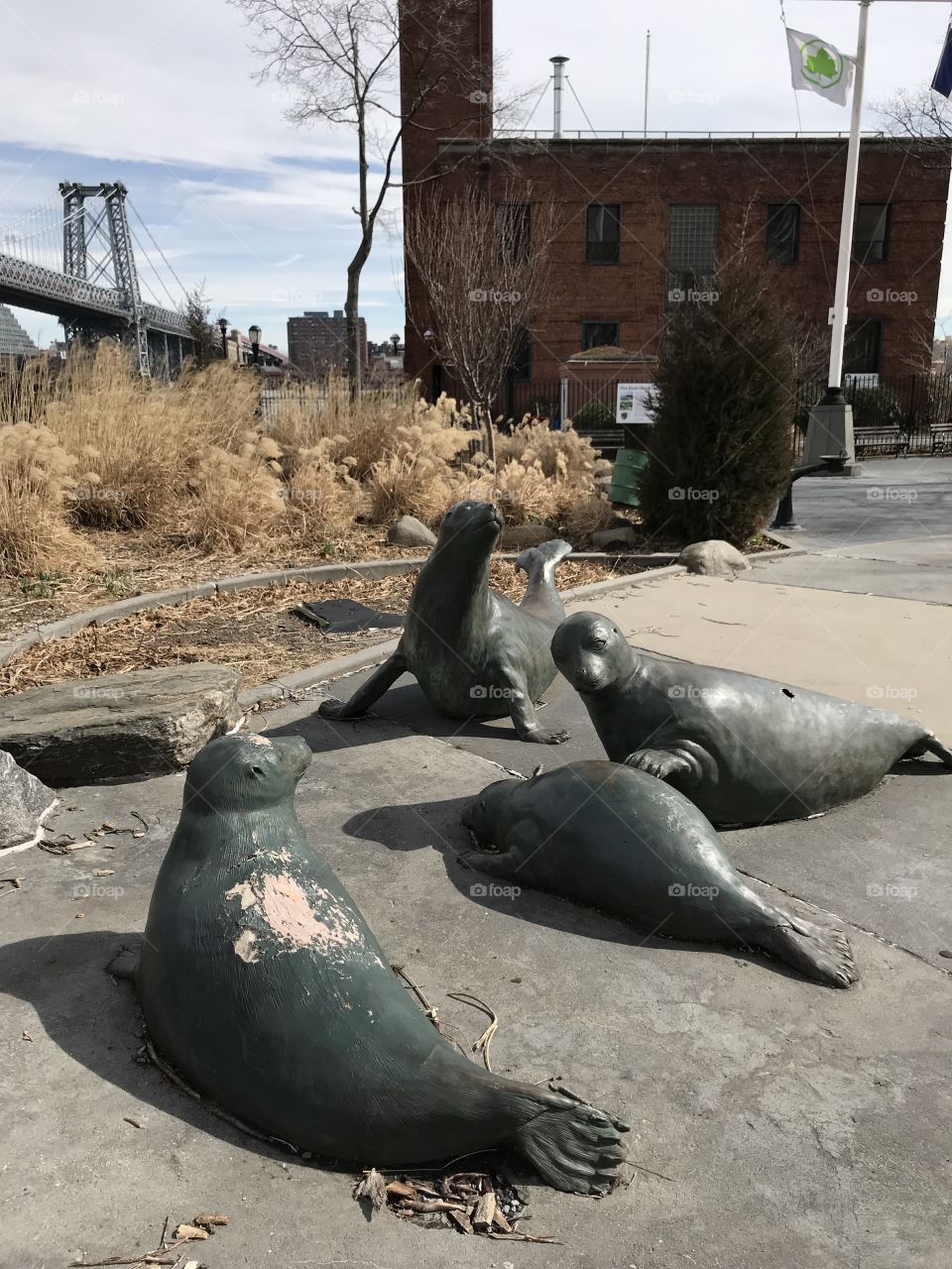 Seals in the East River Park NYC