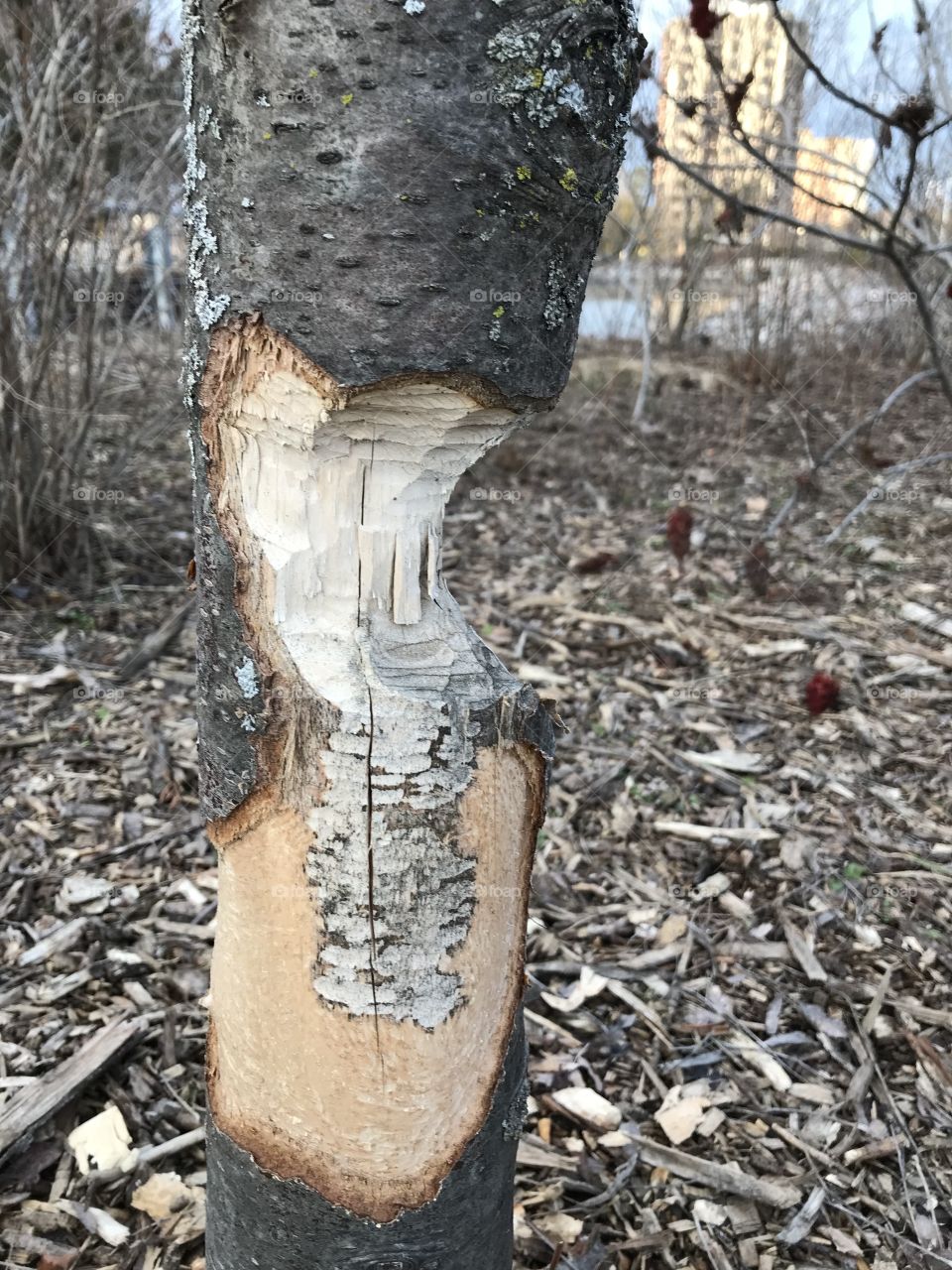 Beaver bit tree