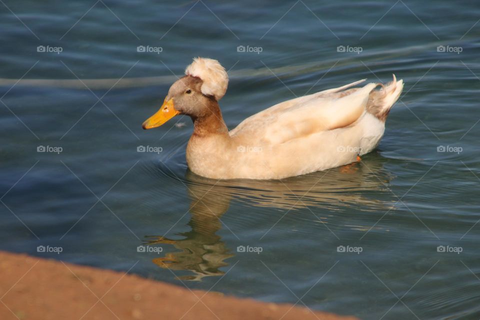 Crowned Duck at the Lake