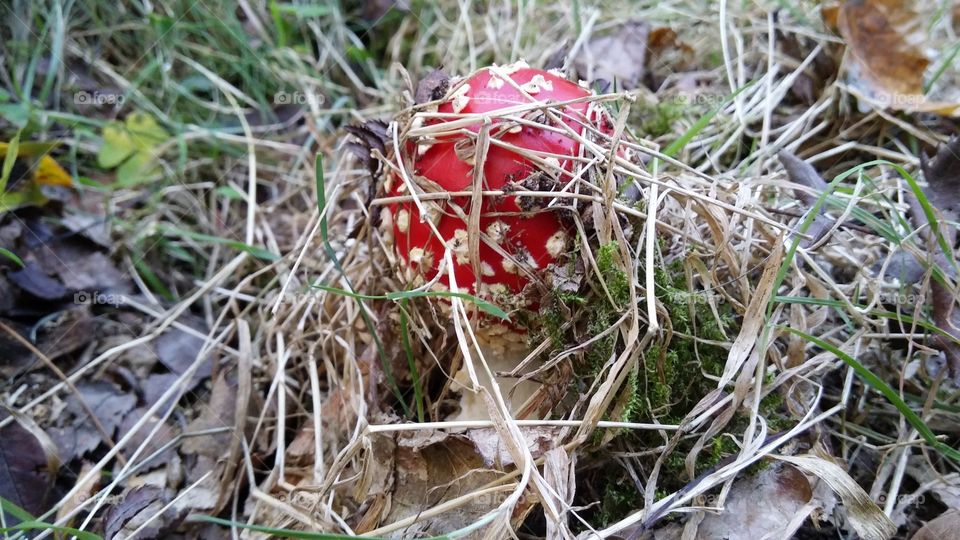 red mushroom. mushroom