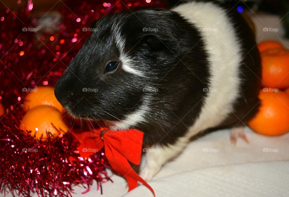 Christmas, No Person, Cute, Little, Mammal