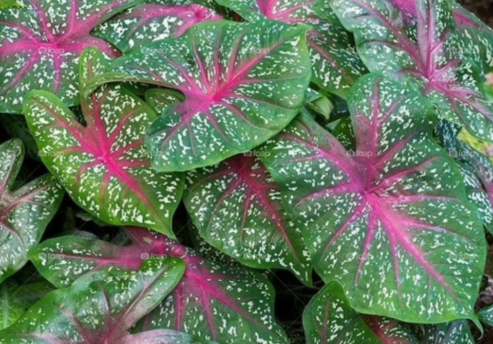 Caladium