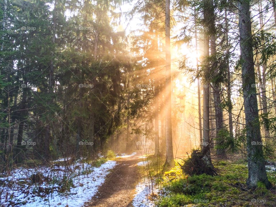 Scenic view of forest