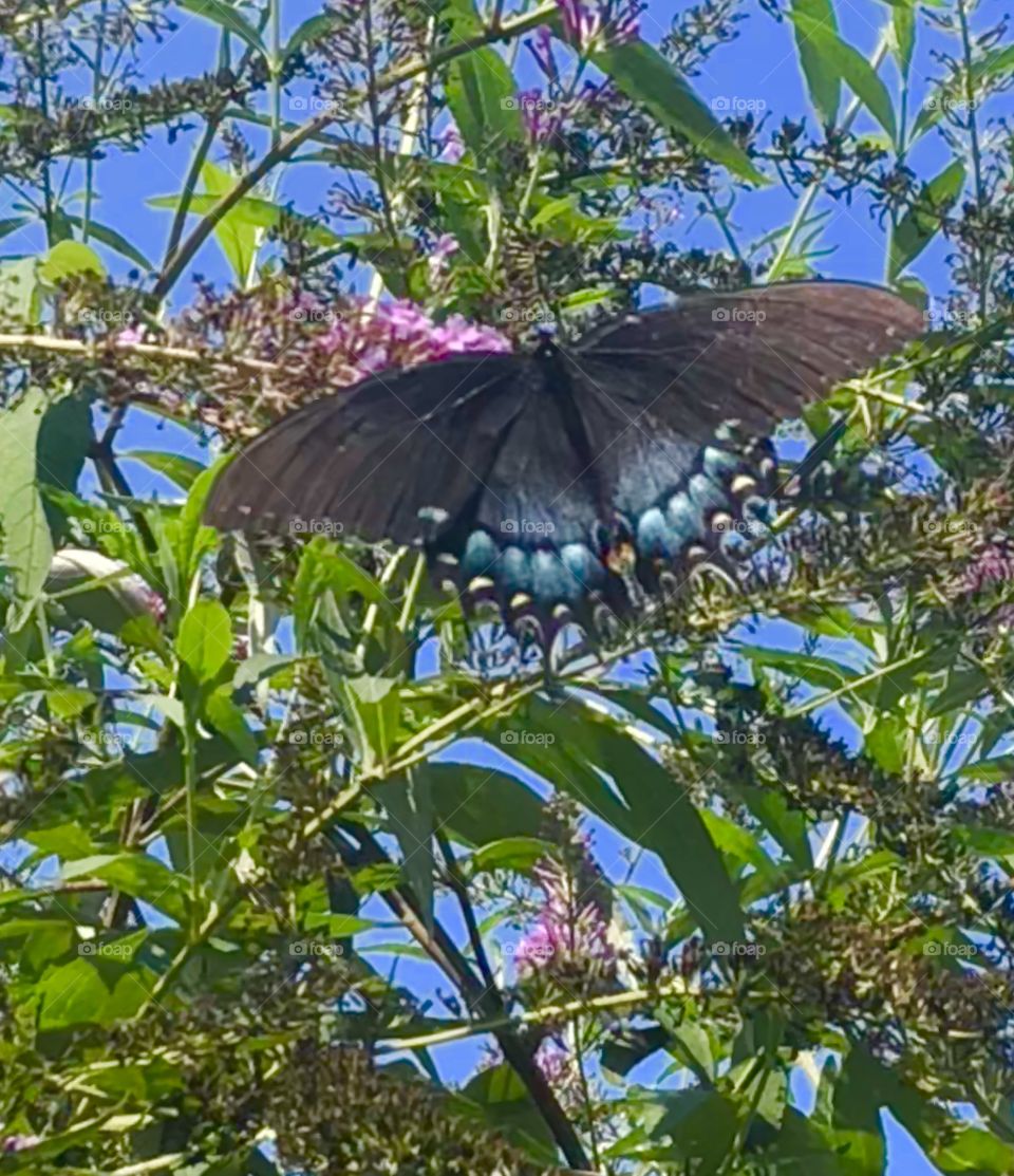 A blue and black butterfly alight on a butterfly bush with its greenery and blue sky peeking through the branches. 