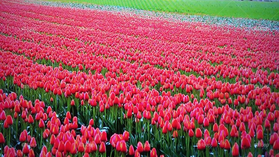 Tulip, Flower, No Person, Nature, Field