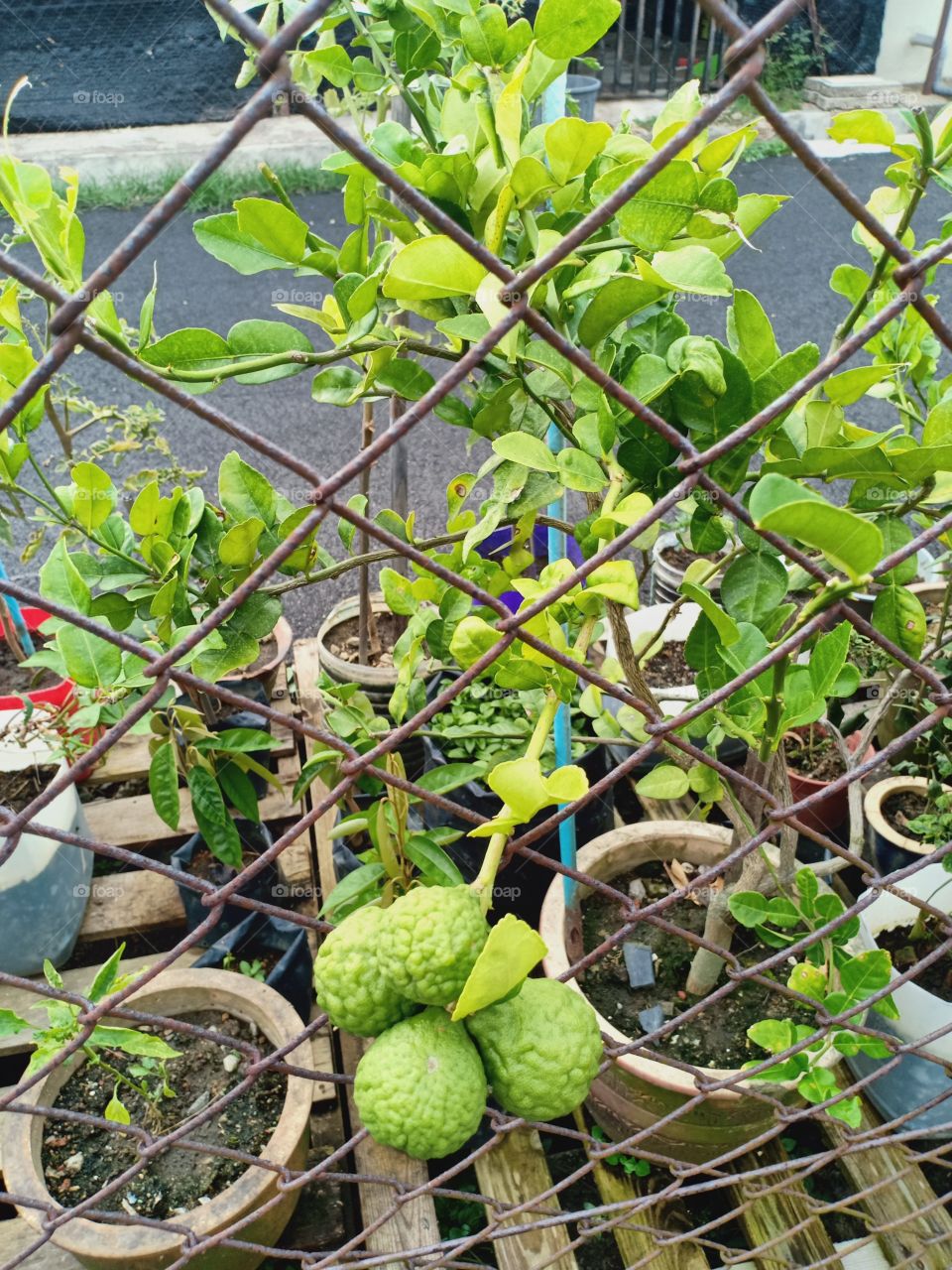 Citrus hystrix or Kaffir lime