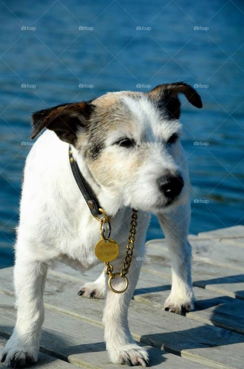 Jack Russel Terrier