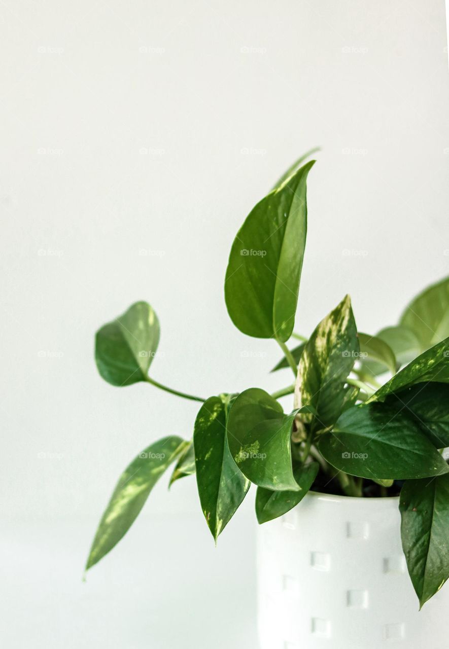 Pothos Plant