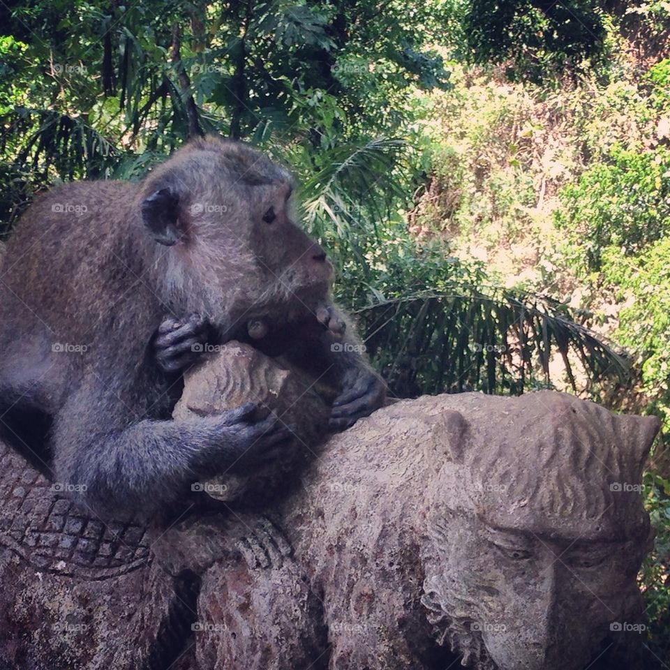 Monkey forest Bali