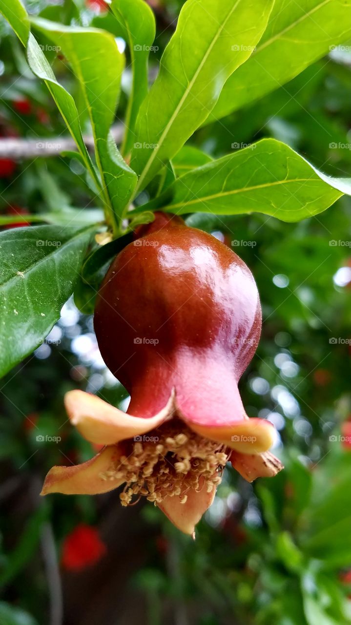 Pomegranate fruit on tree