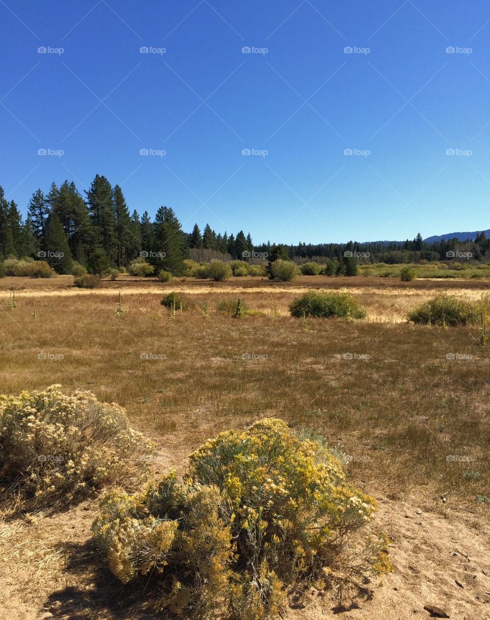 Grassy land aginast blue sky