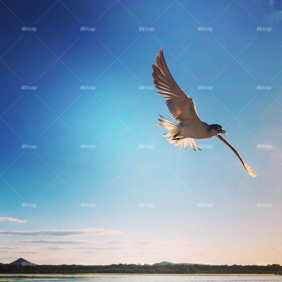 Bird in flight blue skies 