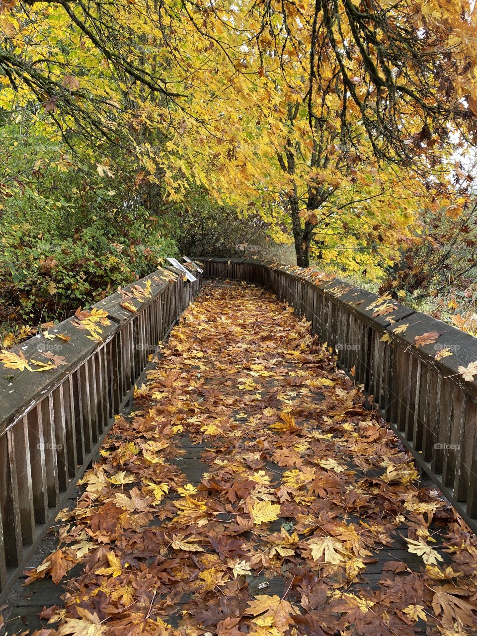 Lovely autumn walk