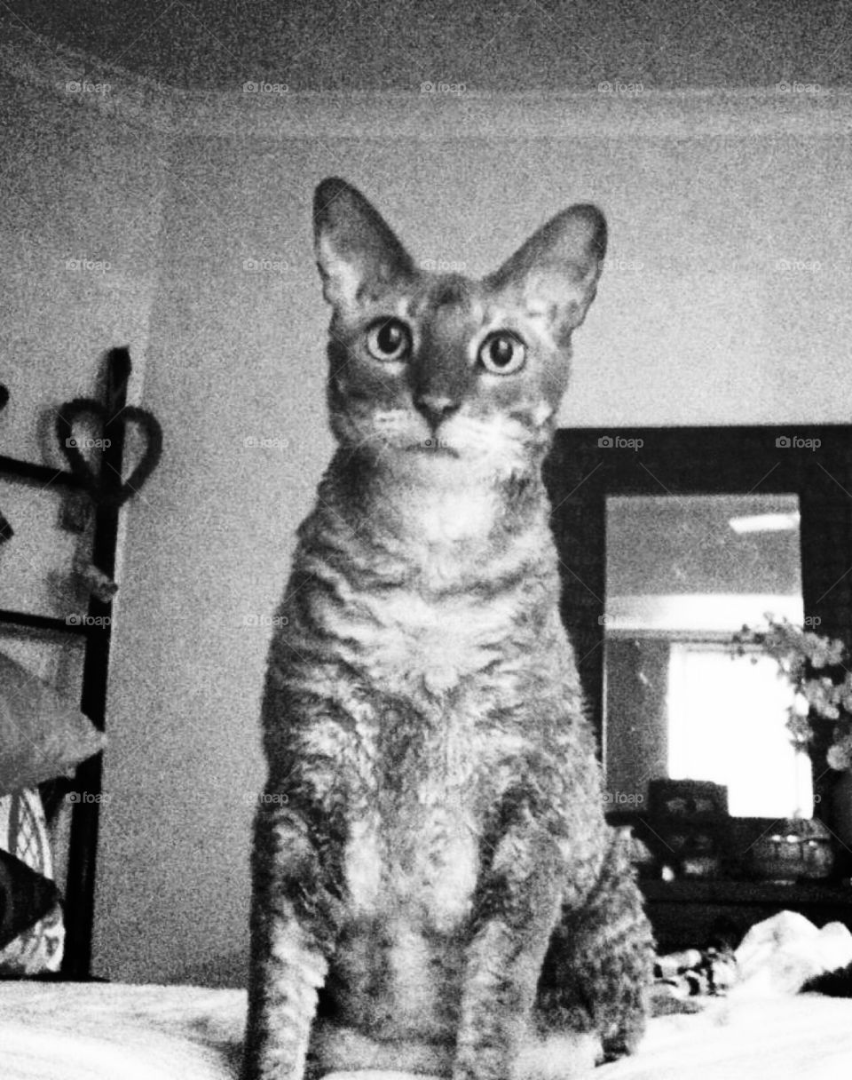 Chloé - Cornish Rex