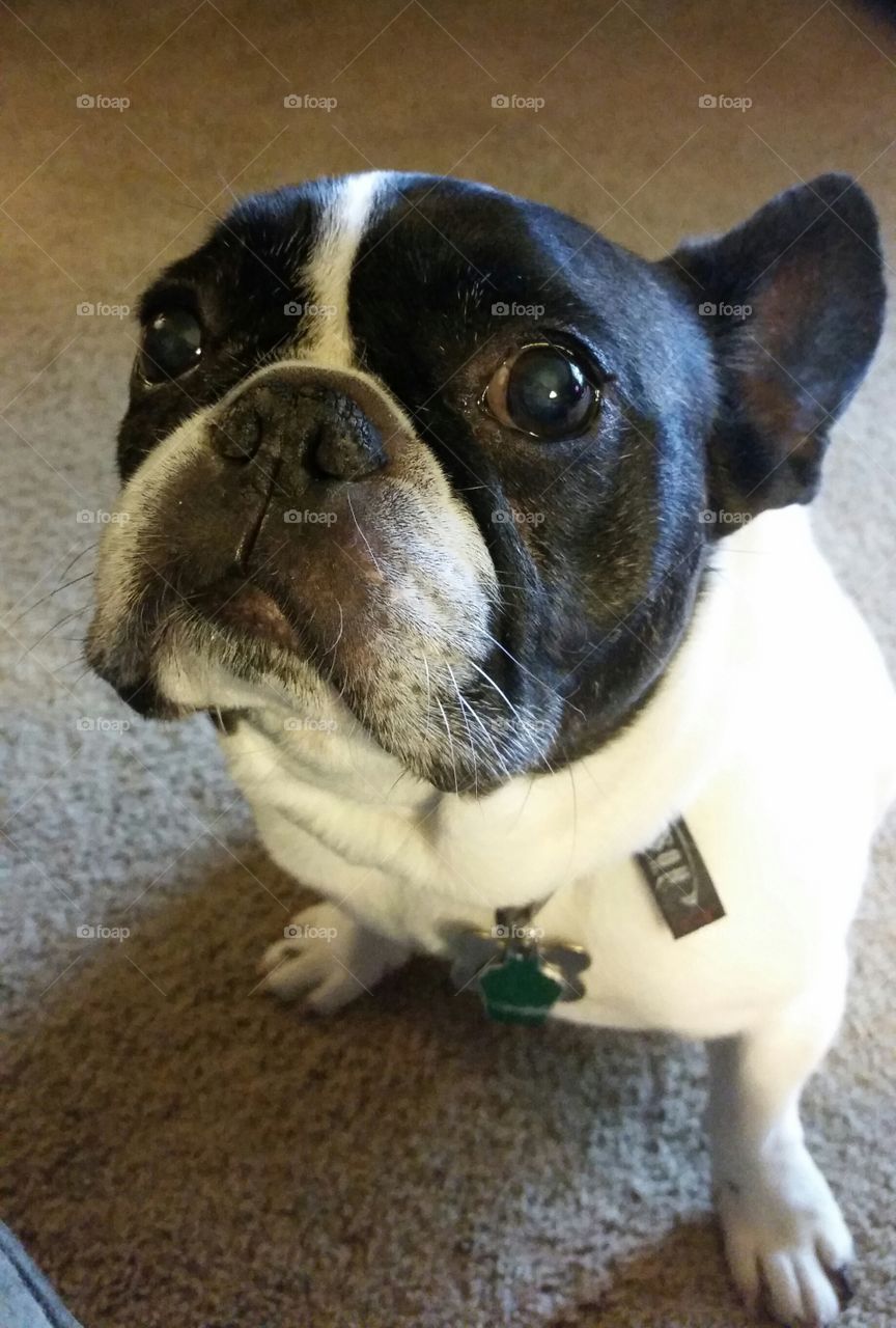 Hungry French Bulldog . Harper is concerned he isn't getting enough food and attention from the littles.