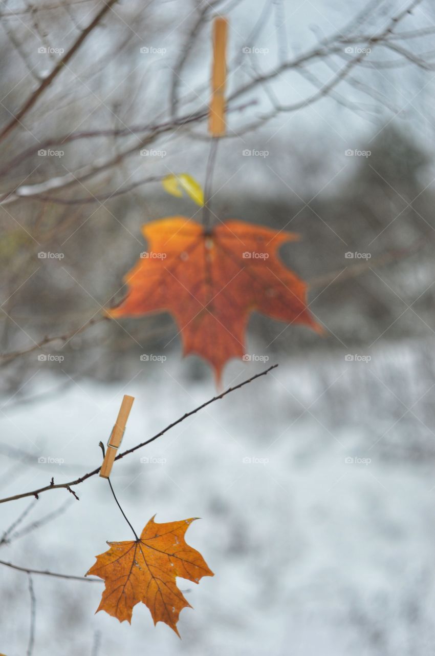 Maple leave at winter