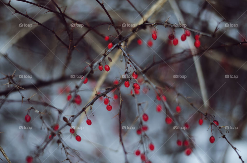 Walking down the forest trails in the middle of cold long winter with snow all around me.