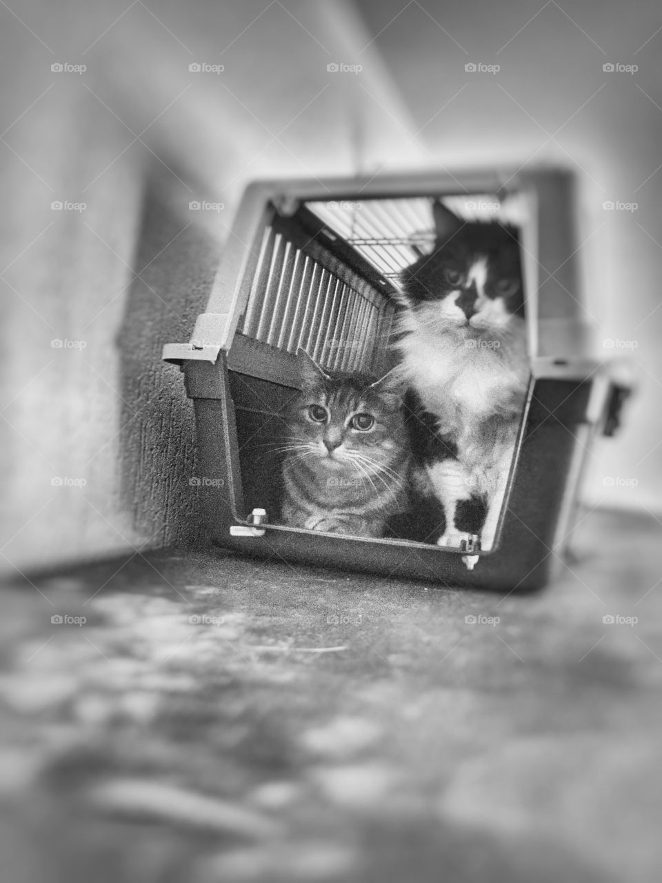 Cats in the jail
