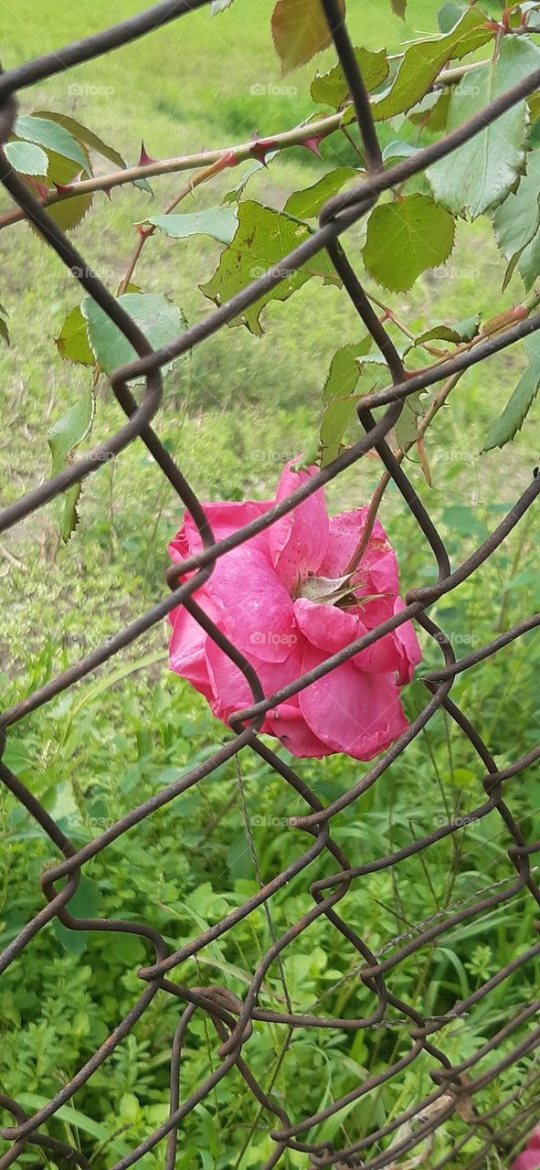 Rose against the wire