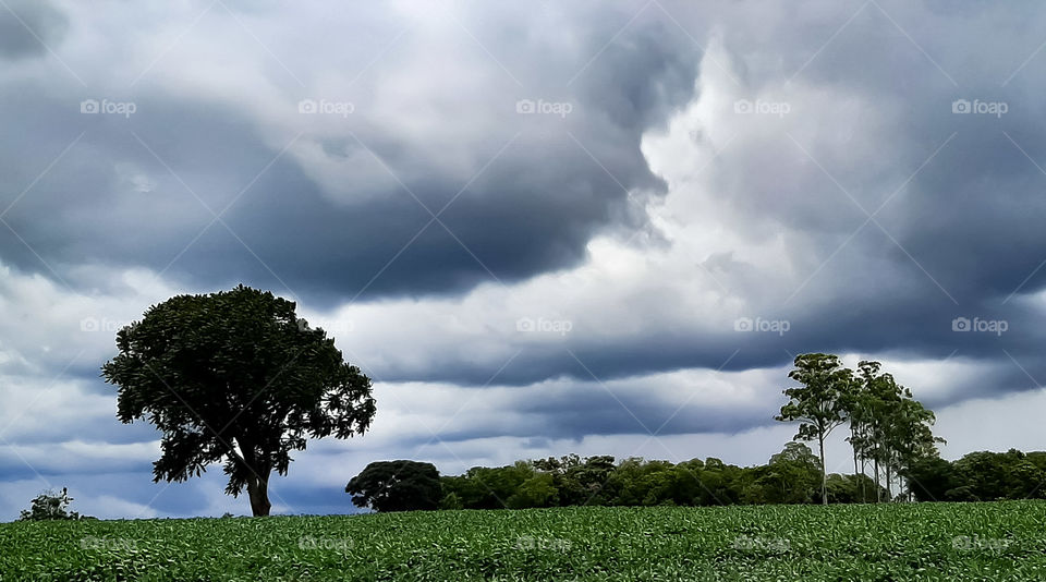 Landscape in the middle of plantation.