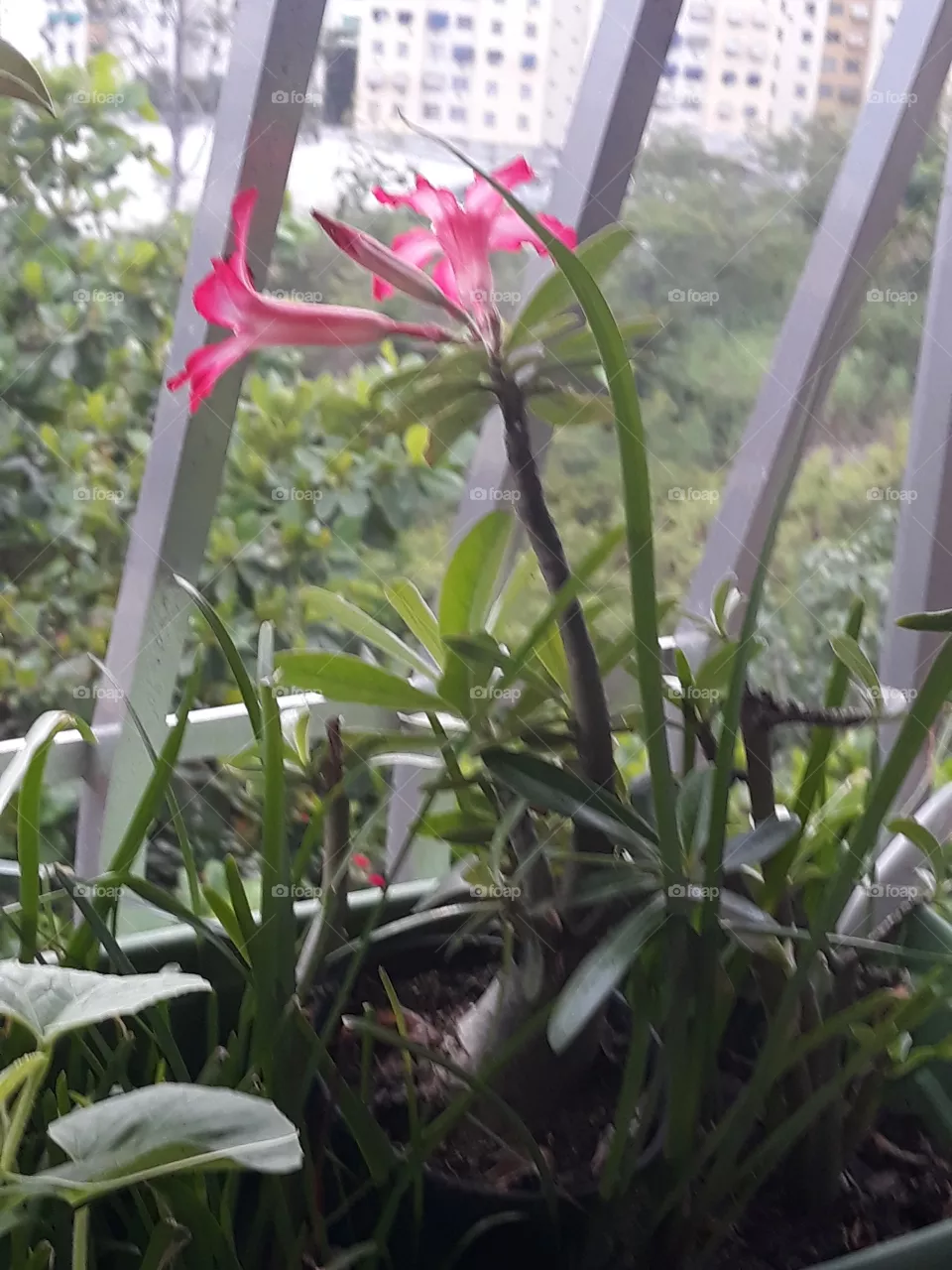 Flora