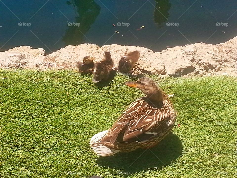 Family Quack. Mother taking the kids out to the park.