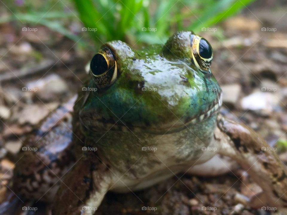 Close-up of frog face
