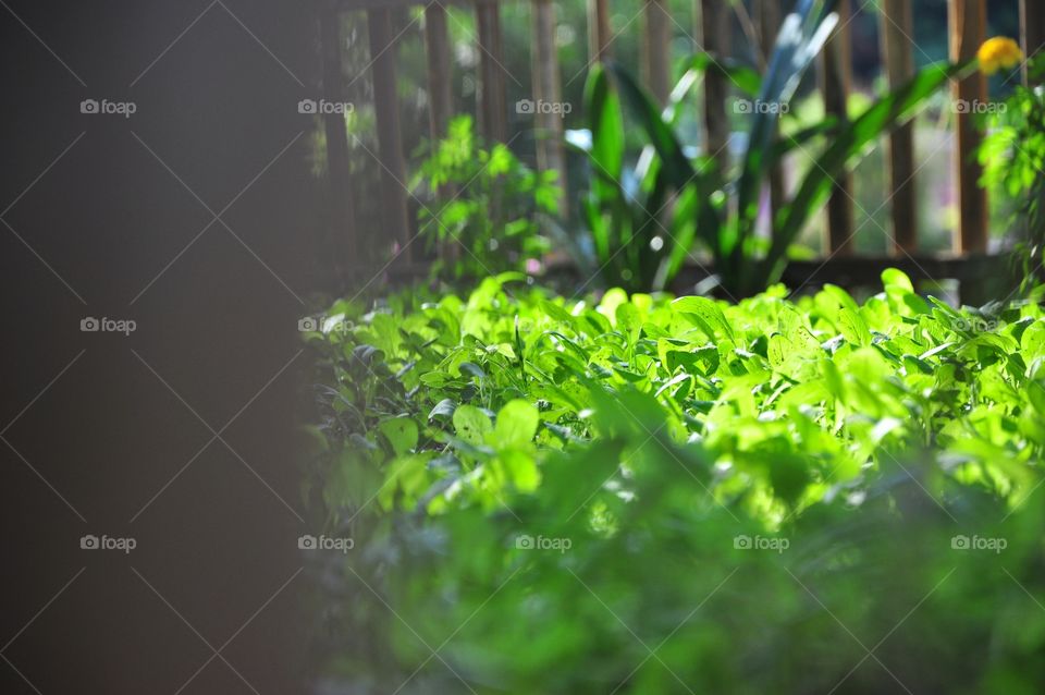 Leaf, Garden, Flora, Growth, Nature