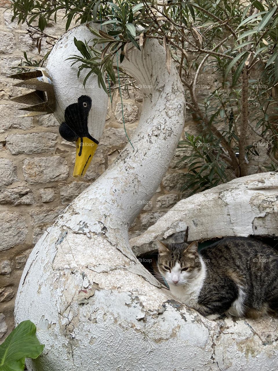 A lonely cat finding comfort in a large ceramic princess swan in the historical city of Dubrovnik.