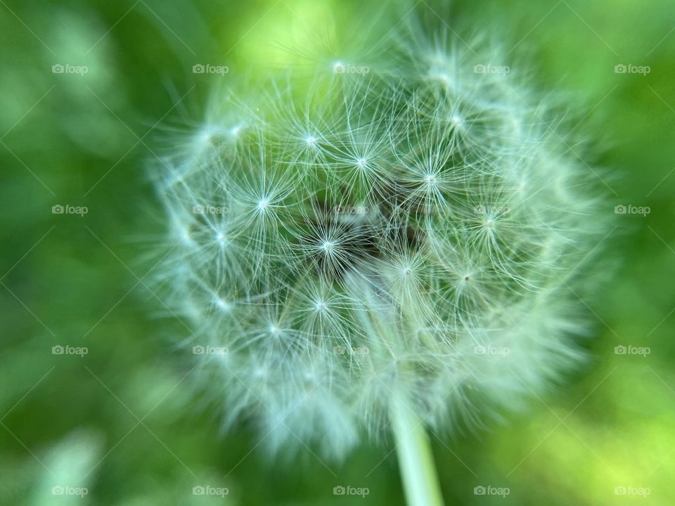 Dandelion 