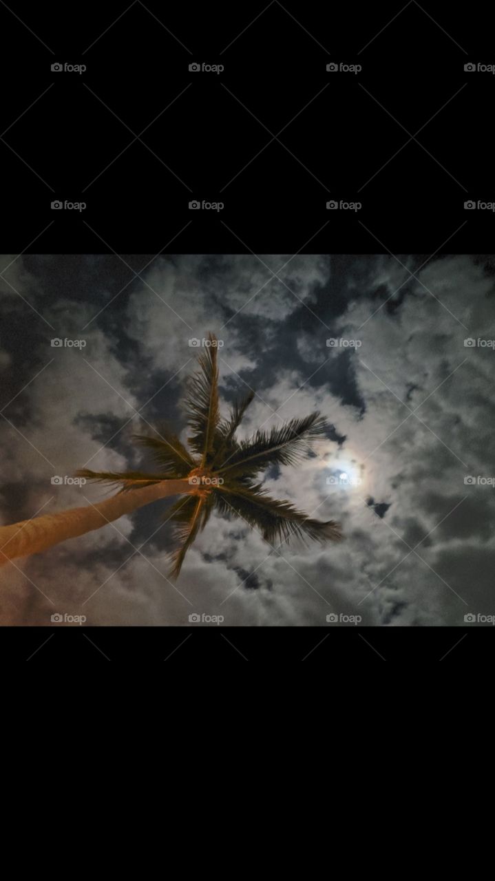palm tree at night