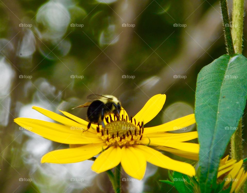 yellow daisy and yellow bumble bee