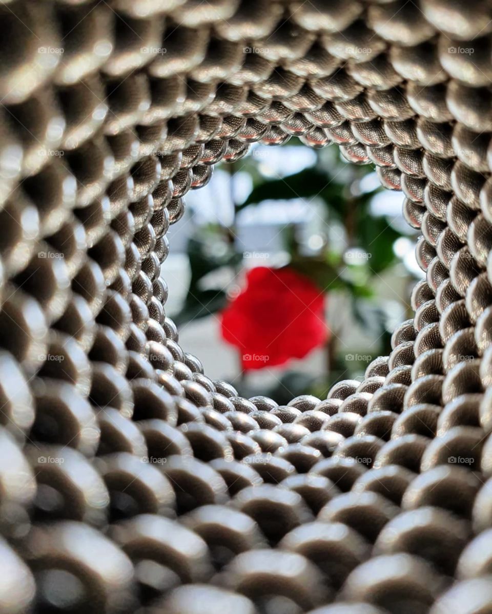Abstract Photo with Magnet Balls and Flower