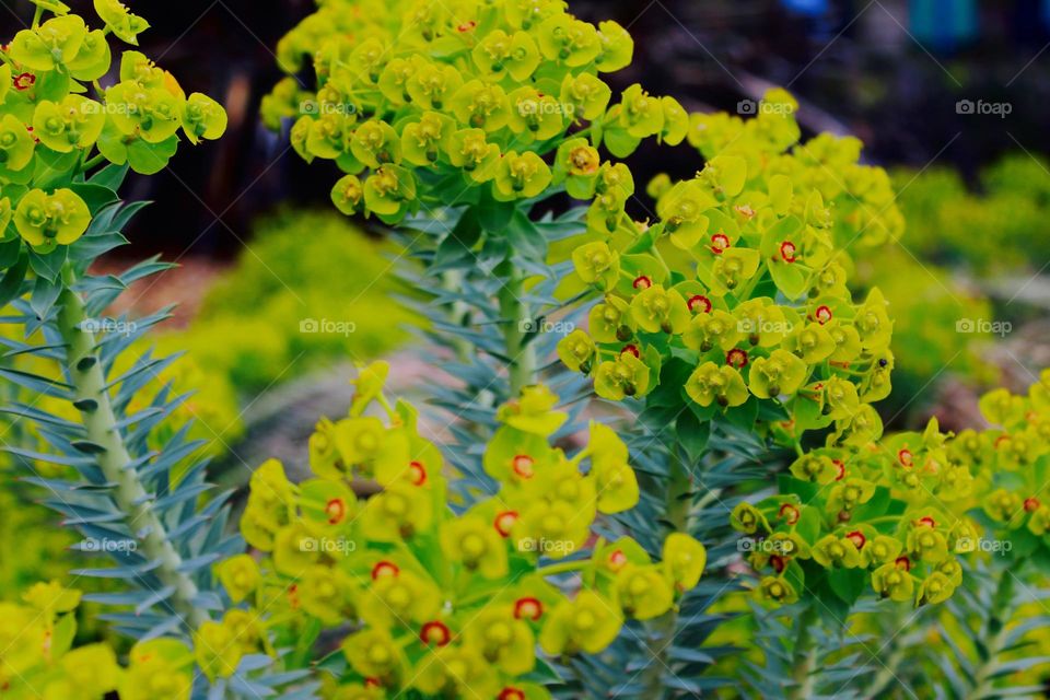 wonderful ... image🖼️
   Beautiful Flower🌼 Leaf🍁