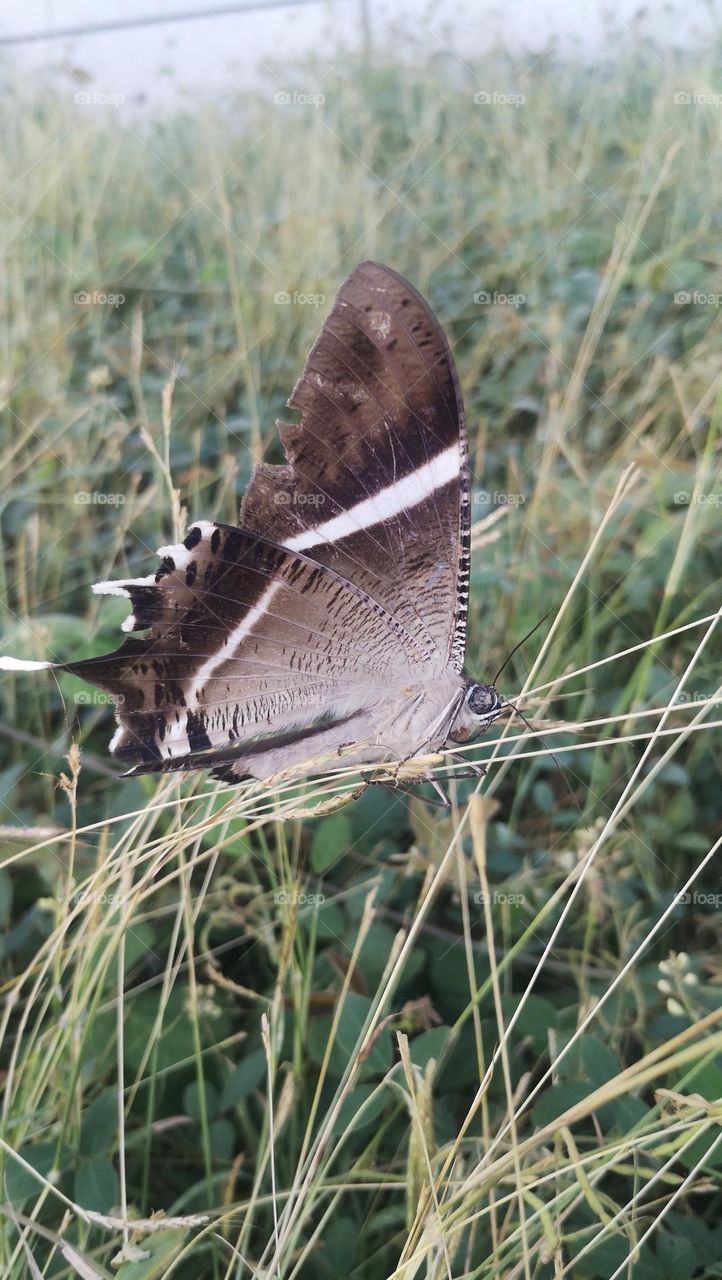Butterfly on the grass