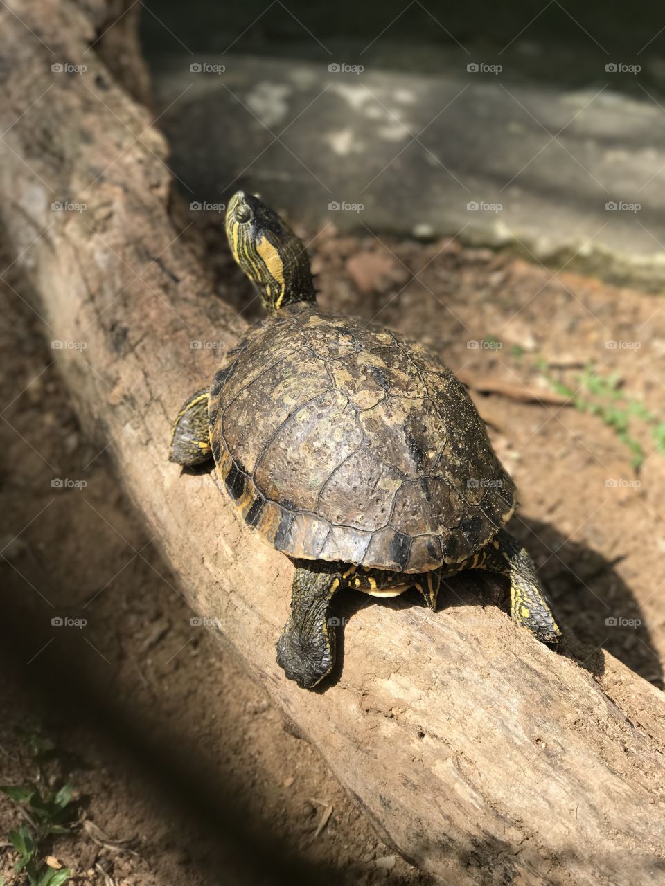 Turtle enjoying the sun / Sapucaia/ south of Brazil 